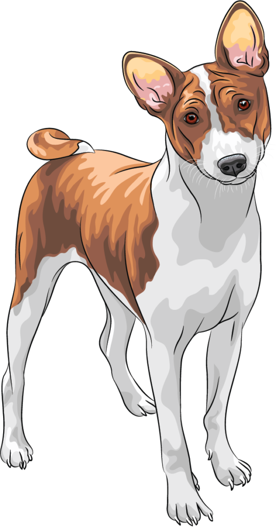 A brown and white dog standing on top of a black ground.